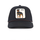 Chien Alpha Noir 100 Chapeaux