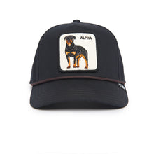 Chien Alpha Noir 100 Chapeaux