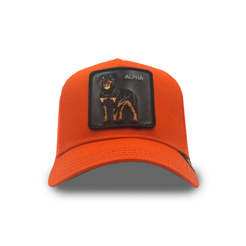 The Dog Pitbull - Orange