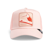 Toucan Mirage - Coral