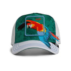 Honduras Macaw - Blank